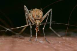В Великобритании обнаружены яйца комаров - переносчиков вируса Зика