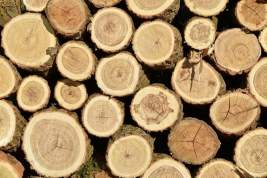 В Венгрии начал действовать запрет на экспорт дров