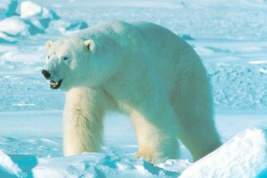 В WWF объяснили проблему засилья белых медведей на Новой Земле