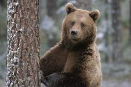 В Хабаровском крае медведь растерзал охотника и его собаку