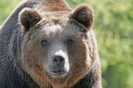 В Якутии медведь проник на территорию детского лагеря