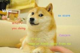 В Японии умерла ставшая символом криптовалюты Dogecoin собака породы сиба-ину