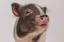 В Японии вывели свинью с человеческими органами для последующей трансплантации людям