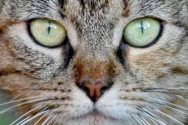 Вирусолог прокомментировал заражение московской кошки коронавирусом