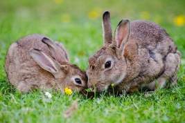 В Австралии будут отстреливать кроликов, расплодившихся у здания парламента