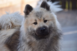 Власти Якутска предложили ввести налог на собак