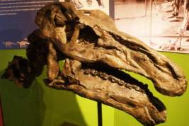 Впервые в истории ученые обнаружили мозг динозавра