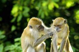 Врачи посоветовали ограничить тесные контакты из-за оспы обезьян