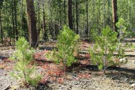 Всероссийская акция «Сохраним лес» стартует в конце августа