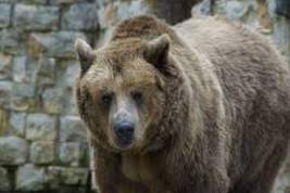 Вторые сутки медведь держит в страхе жителей Белогорска