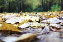 Экологическое событие осени – стартует сезон «Любования осенними листьями»