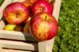 Эксперт предупредила об опасности чрезмерного употребления яблок