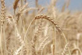 Эксперты подсчитали мировой запас пшеницы
