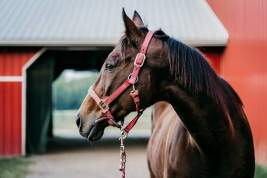 Юбилейный конный фестиваль «Иваново поле» состоится 28-30 июля