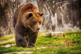 Заблудившиеся пенсионерки спаслись от медведей в охотничьем домике на дереве