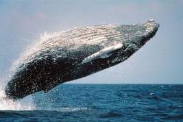 Запутавшегося в сетях горбатого кита Станислава спасли у берегов Териберки