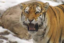 Жителям Приморья, где тигр загрыз собаку, рекомендовали не выходить в лес