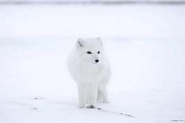 Животные начали мигрировать за Полярный круг из-за потепления в Арктике