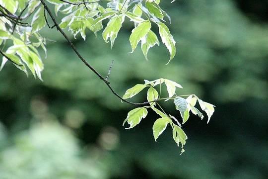 Американский клён начнут искоренять как борщевик