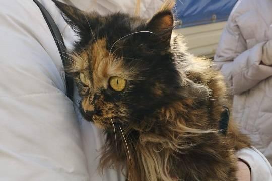 Через две недели после авиакатастрофы Су-34 в Ейске в разрушенном доме нашли живую кошку