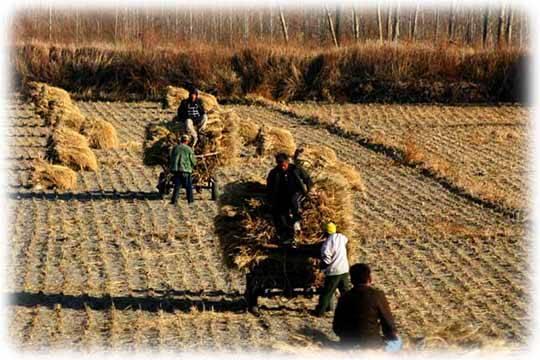 Китайским аграриям  приоритет