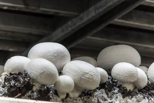 Курская область и Грибная радуга укрепляют партнерство