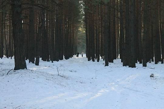 Найдено тело одного из пропавших в Звенигороде детей