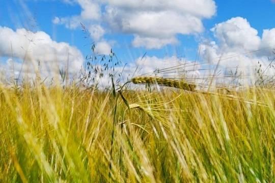 Неизвестные с помощью десятков луп уничтожили 230 гектаров пшеницы
