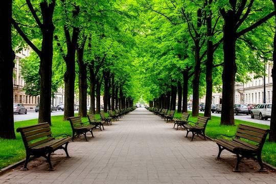 Осенью на площади Кирова в Саратове высадят новые деревья