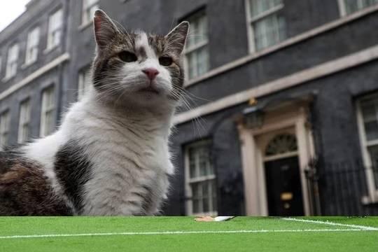 После смены премьер-министра Великобритании коту Ларри придется уживаться с другой кошкой