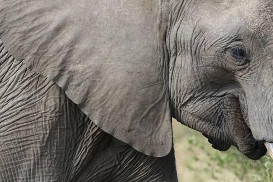 Посольство России в Шри-Ланке предостерегло туристов от приближения к слонам
