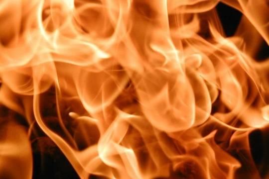 Раскрыта причина пожара, в результате которого погибли 200 собак