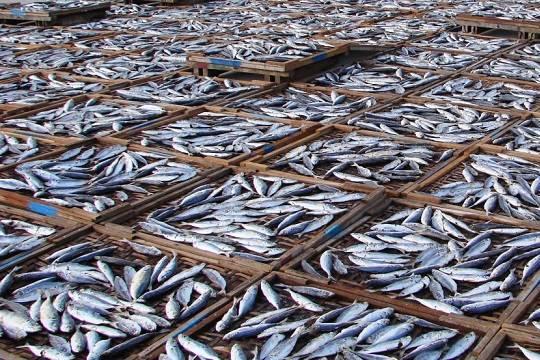 Ритейлер снял с продажи рыбу марки Сухогруз после обнаружения в ней ртути