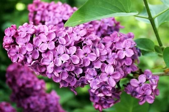 Роскачество напомнило о штрафах за сломанную сирень