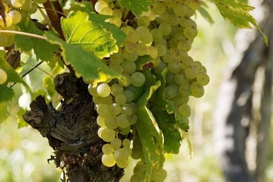 Роскачество оценило ущерб российским виноградникам от экстремально жаркой погоды