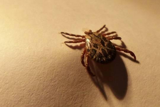 Роспотребнадзор сообщил о начале сезона клещей в стране