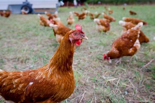 Россельхознадзор попросил владельцев птицы не ходить с курами в МФЦ