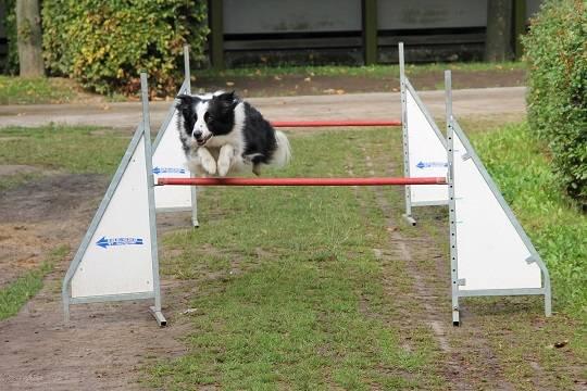 Российские собаки лишились шанса поучаствовать в соревнованиях в Эстонии