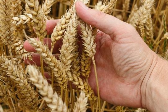 Россия увеличила поставки продовольствия в Грузию на 5%