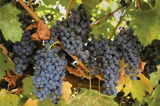 Россия возобновила импорт винограда из Грузии