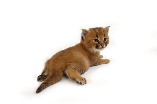 Россиянина обязали погасить долг породистыми котятами