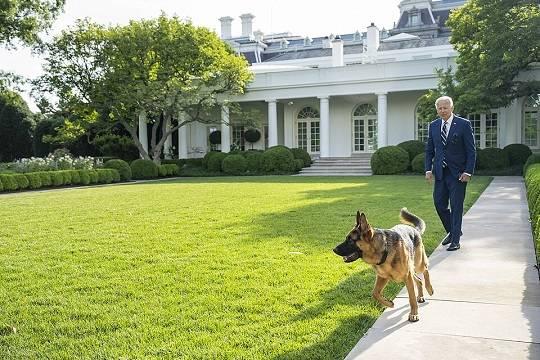 Трамп: собака Байдена 28 раз кусала сотрудников Секретной службы