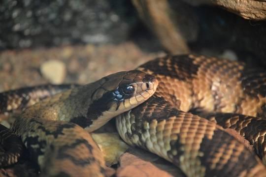 В Анталье из-за жары змеи начали проникать в дома и офисы
