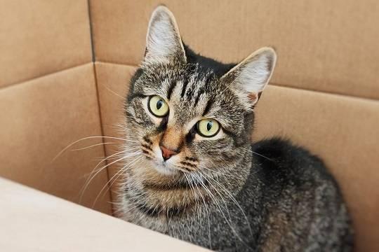 В Госдуме поддержали законопроект о разведении животных