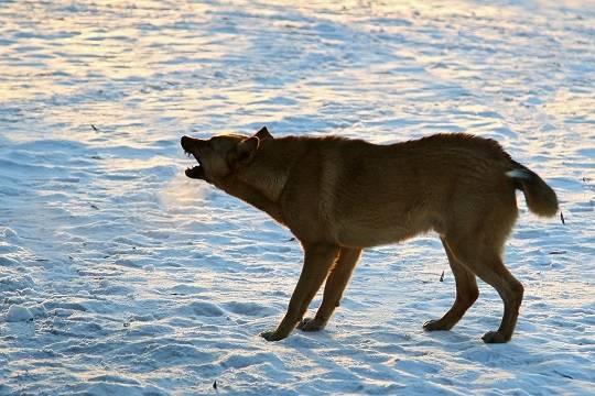 В Госдуме предложили ввести уголовную ответственность для владельцев домашних животных