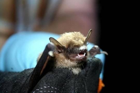 В Индии начали тестировать летучих мышей на смертельно опасный вирус Нипах