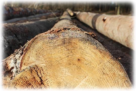 В Красноярском крае за выдачу фиктивных разрешений на вырубку леса задержаны пятеро человек