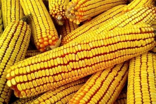 В мире выросли цены на кукурузу