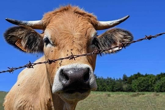 В Новосибирской области снят карантин по пастереллёзу