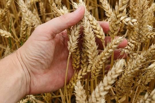 В РФ заявили о планах переориентировать предназначенную Турции пшеницу на другие страны